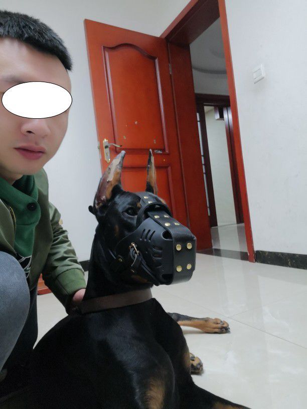 Muselière en peau de vache pour chien moyen et grand chien cheval