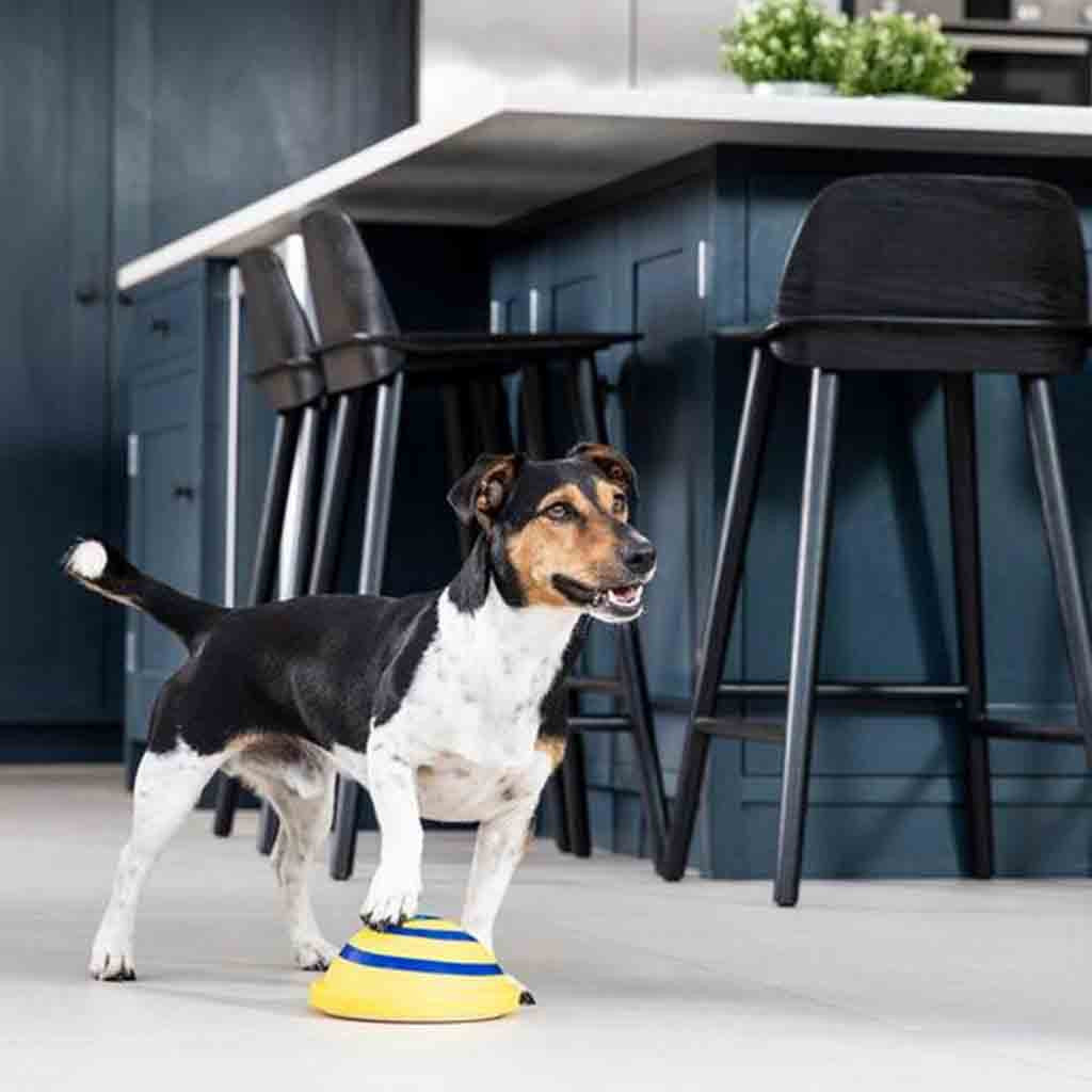 Disque sonore Woof planeur doux et sûr pour animaux de compagnie d'intérieur, jouet de jeu pour animaux de compagnie, jouets de divertissement à interaction unique