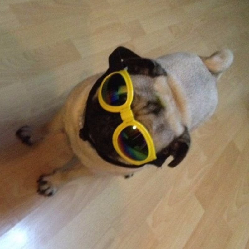 Gafas de sol para perros, gafas impermeables plegables de tamaño mediano, gafas de protección UV para mascotas