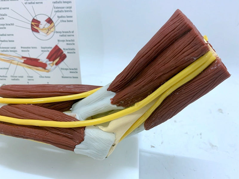 Modelo de articulación de ligamento en anatomía del nervio muscular, ayuda para la enseñanza del brazo del cráneo del esqueleto humano