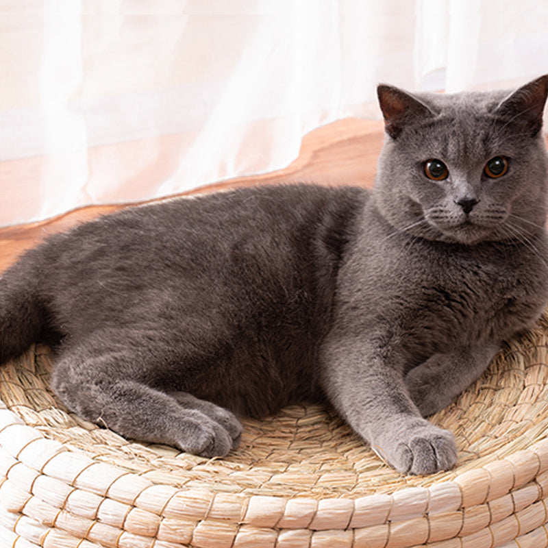 Lit pour chat en feutre Teng Wok