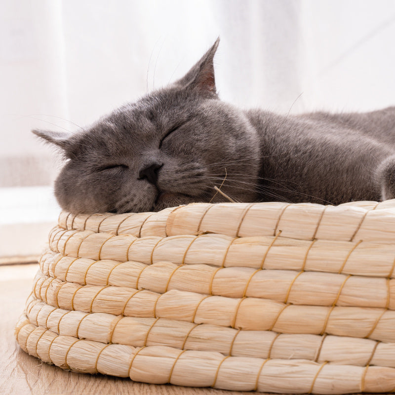Lit pour chat en feutre Teng Wok