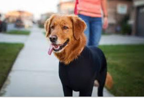 Zhongda Perro Fabricante Todo Incluido Cuatro Patas Otoño E Invierno Nueva Ropa Para Perros Ropa De Cuatro Patas Ropa Para Mascotas Gato Elástico