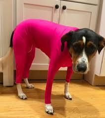 Zhongda Perro Fabricante Todo Incluido Cuatro Patas Otoño E Invierno Nueva Ropa Para Perros Ropa De Cuatro Patas Ropa Para Mascotas Gato Elástico