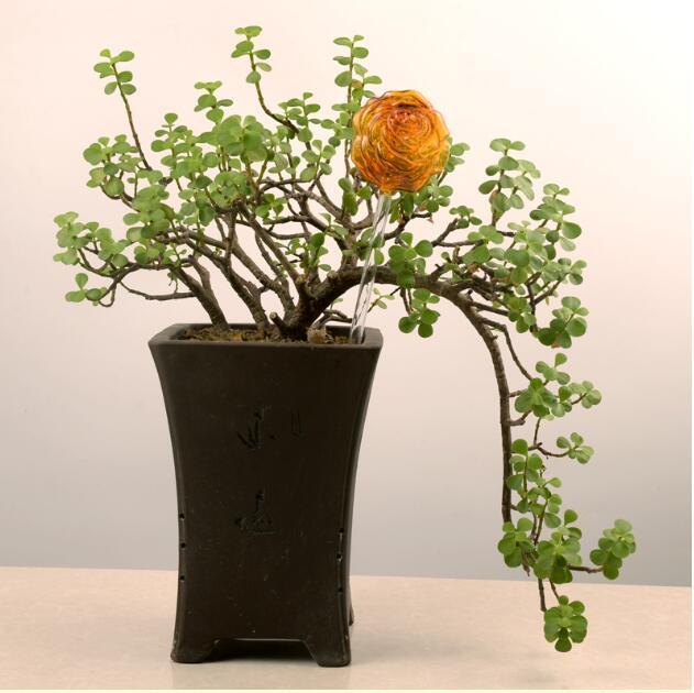 Regaderas automáticas de vidrio para pájaros, regaderas de flores, plantas decorativas, dispositivo de riego de vidrio transparente, planta de interior
