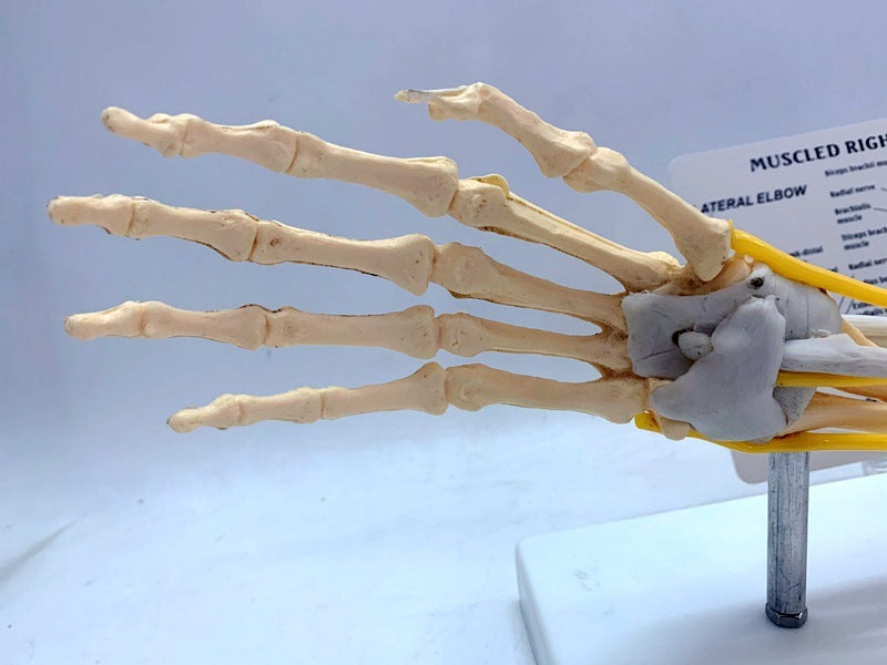 Modelo de articulación de ligamento en anatomía del nervio muscular, ayuda para la enseñanza del brazo del cráneo del esqueleto humano