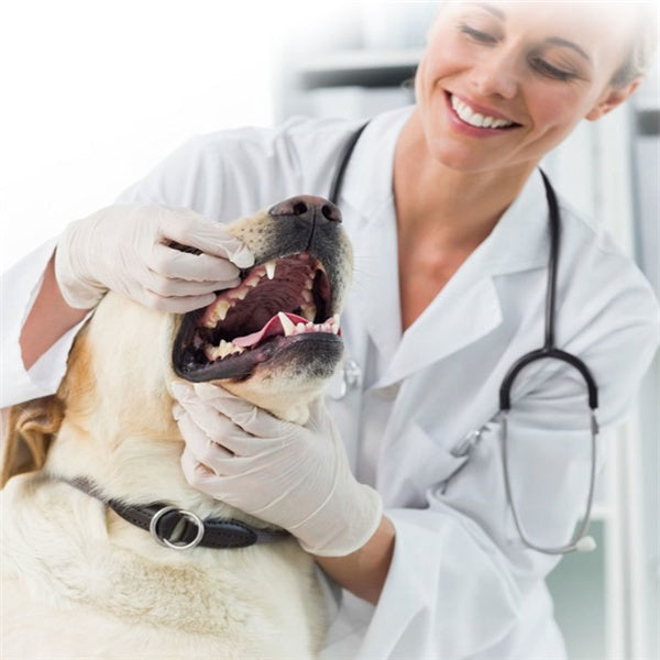 Dentifrice pour chien
