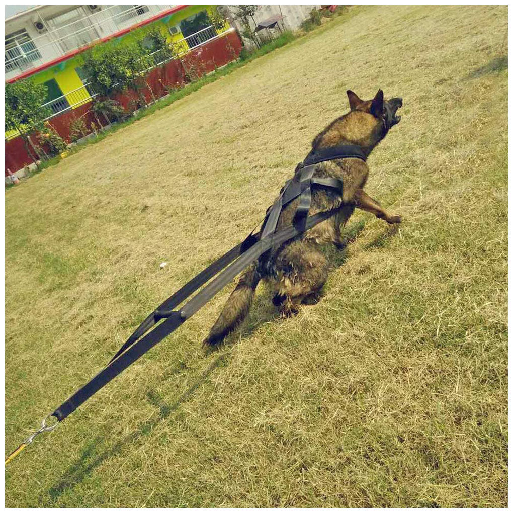 Suministros para adiestramiento de perros Suministros para perros Correas Correas para el pecho