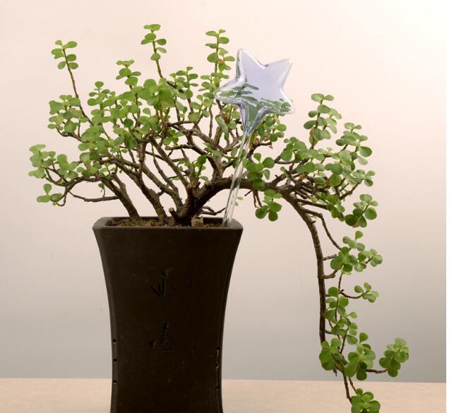 Regaderas automáticas de vidrio para pájaros, regaderas de flores, plantas decorativas, dispositivo de riego de vidrio transparente, planta de interior