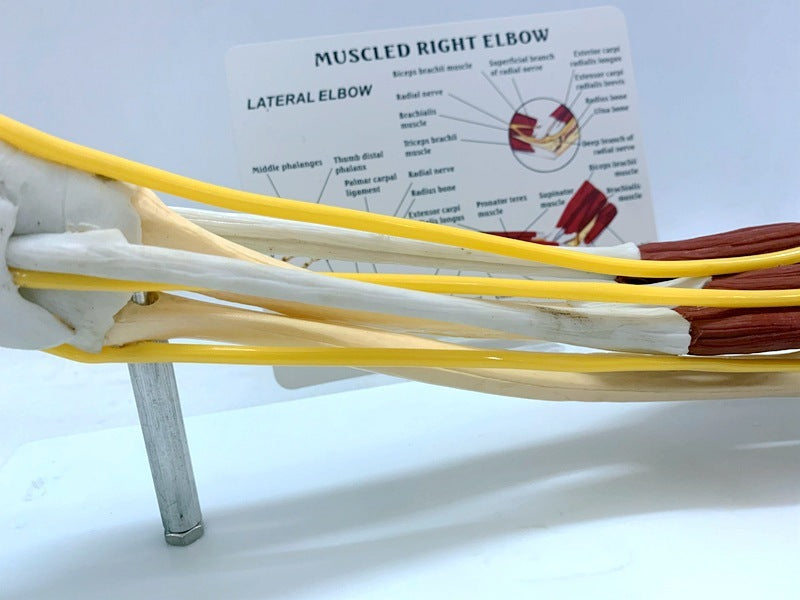 Modelo de articulación de ligamento en anatomía del nervio muscular, ayuda para la enseñanza del brazo del cráneo del esqueleto humano
