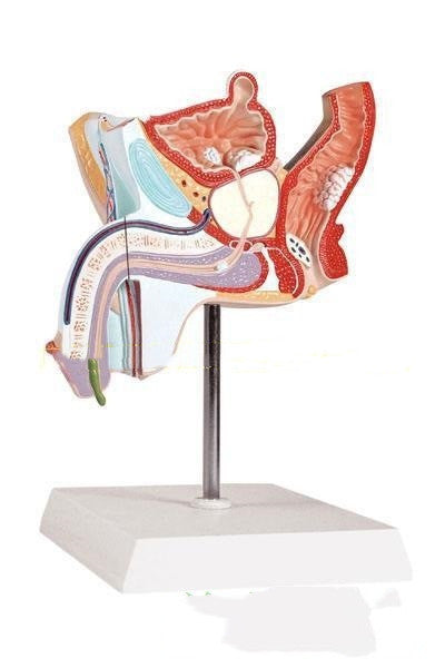 Modèle anatomique du système urinaire de la maladie reproductive interne masculine