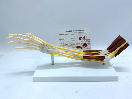 Modelo de articulación de ligamento en anatomía del nervio muscular, ayuda para la enseñanza del brazo del cráneo del esqueleto humano