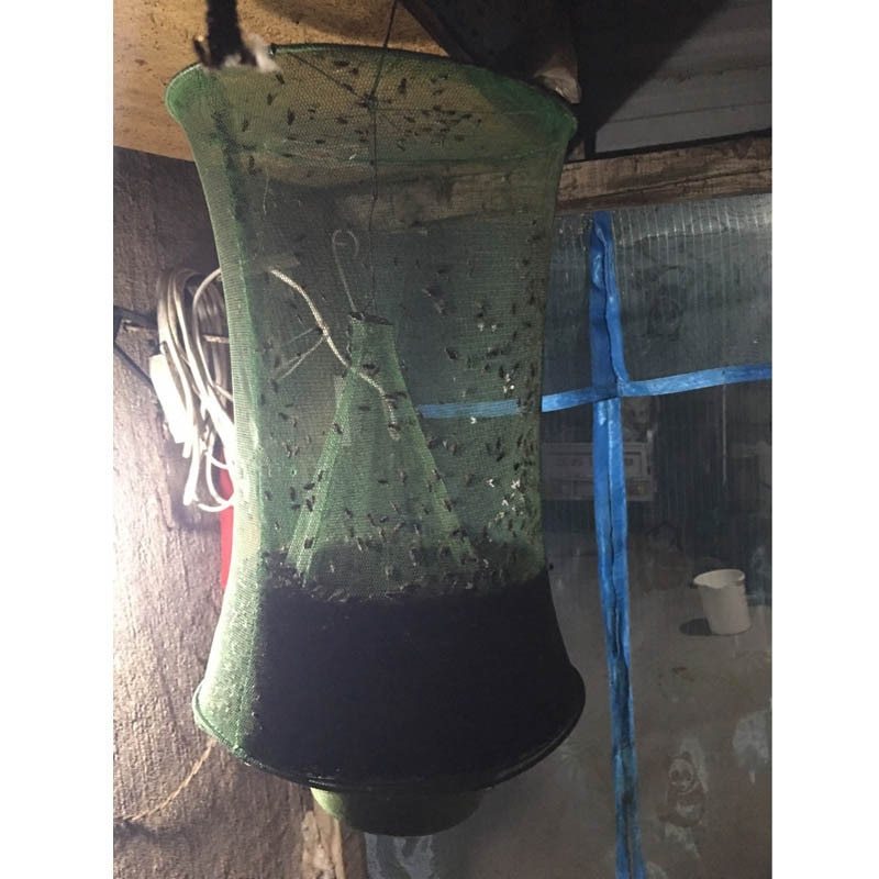 Cages à mouches vertes dans la rue communautaire Pièges à mouches Attrape-mouches Tueurs de mouches Piège à mouches