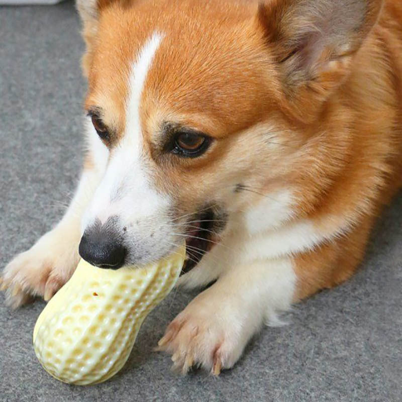 Jouets grinçants amusants pour chiens de compagnie, pour petits chiens moyens, résistant aux morsures, chiot, chat, jouets pour animaux de compagnie, en caoutchouc, cacahuètes, jouet à mâcher pour dents propres